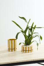 Load image into Gallery viewer, Striped Saffron Pot

