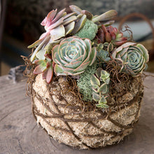 Load image into Gallery viewer, Hanging Kokedama Ball | Natural
