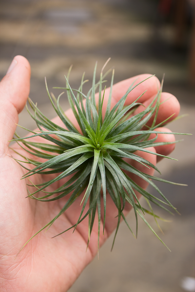 Tenuifolia Bush Airplant