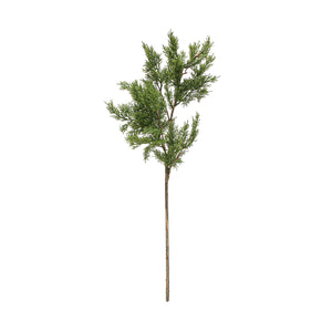Hinoki Cypress Branch