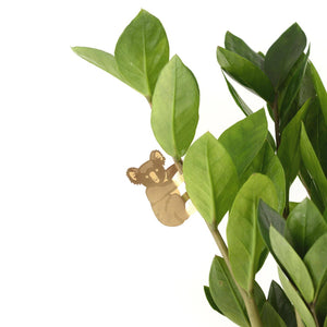 Plant Accent | Koala Bear