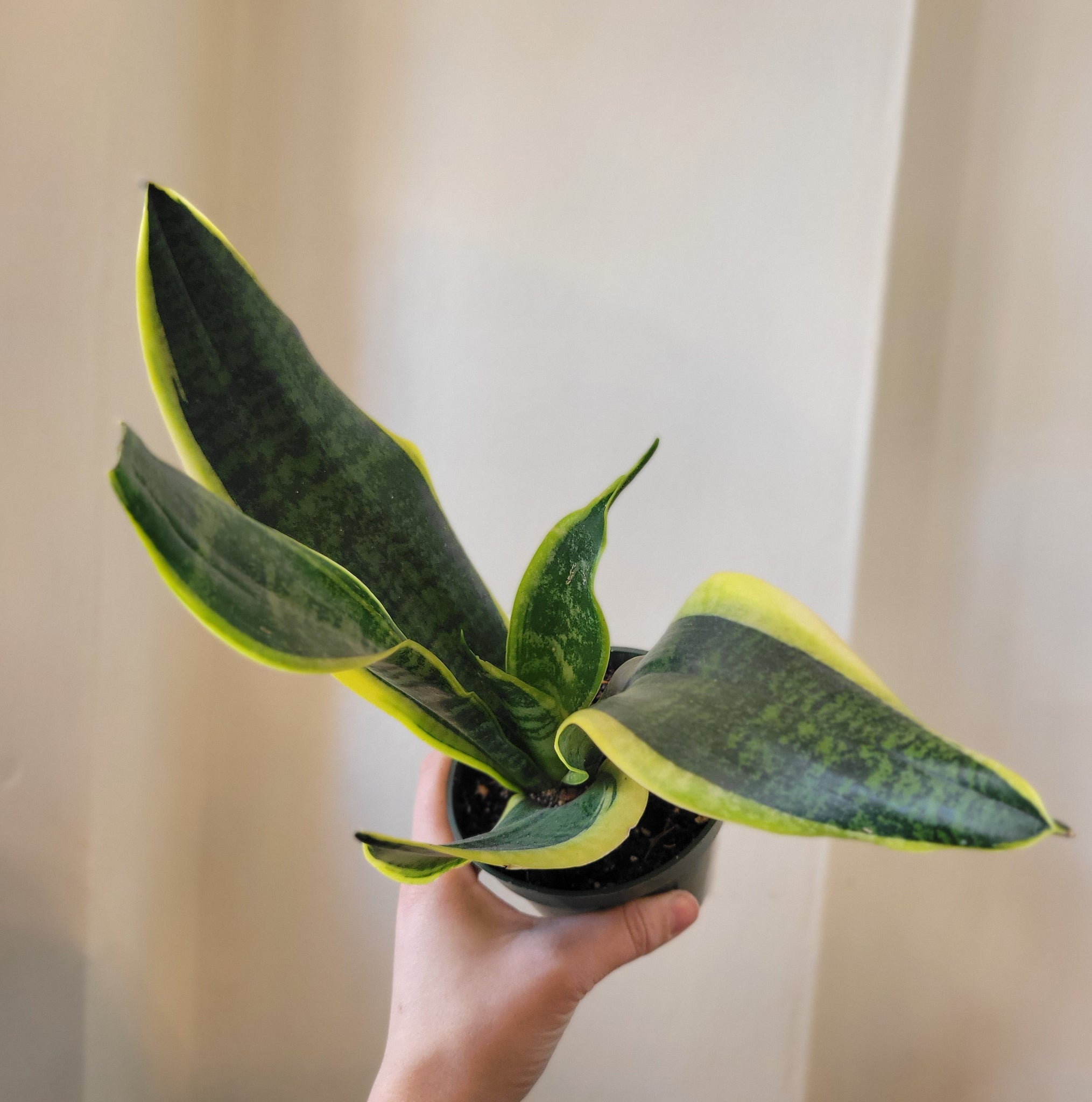 Snake Plant Leaves Turning Yellow