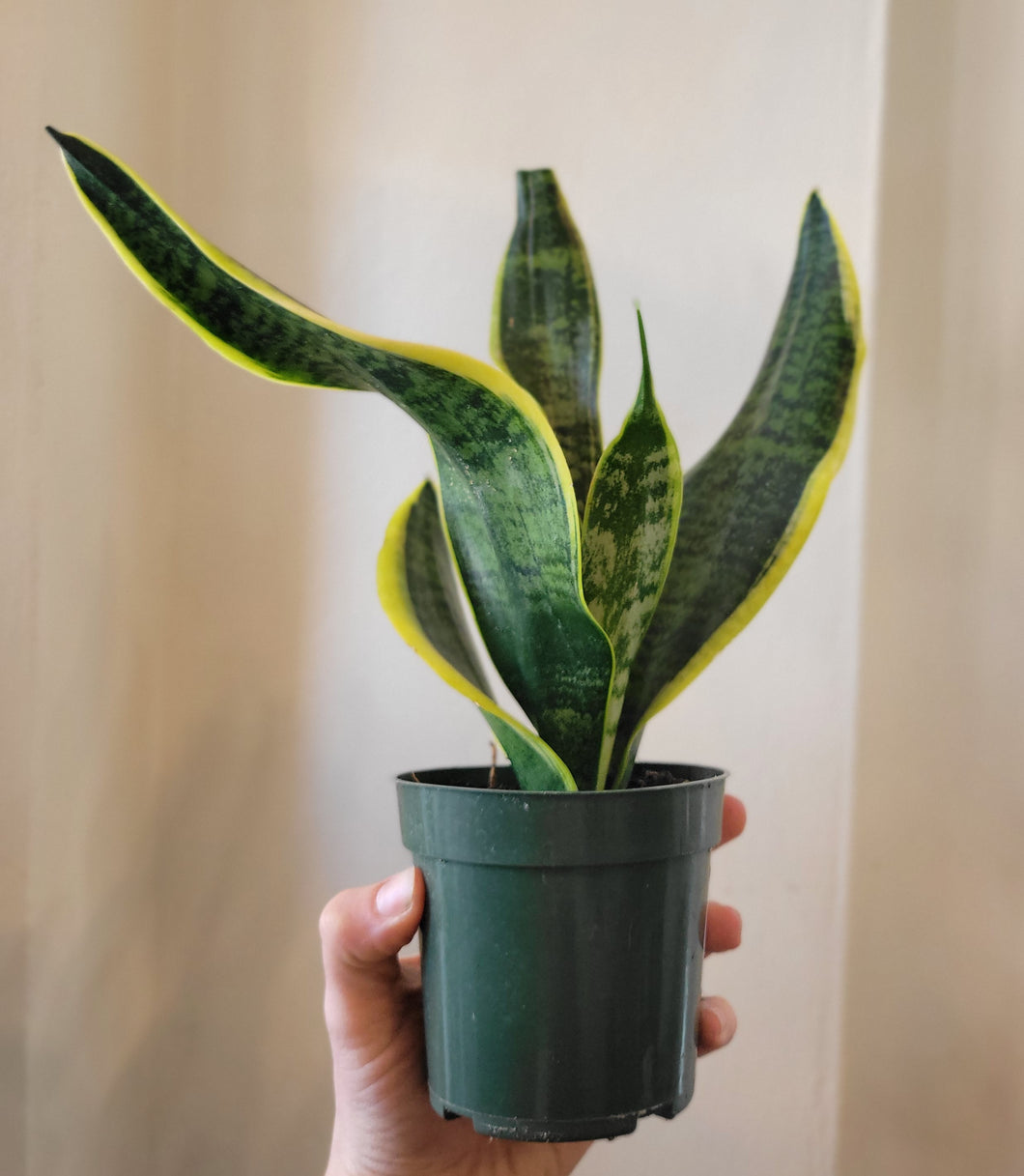 sansevieria laurentii for sale Sansevieria Laurentii – Botanical Dwellings