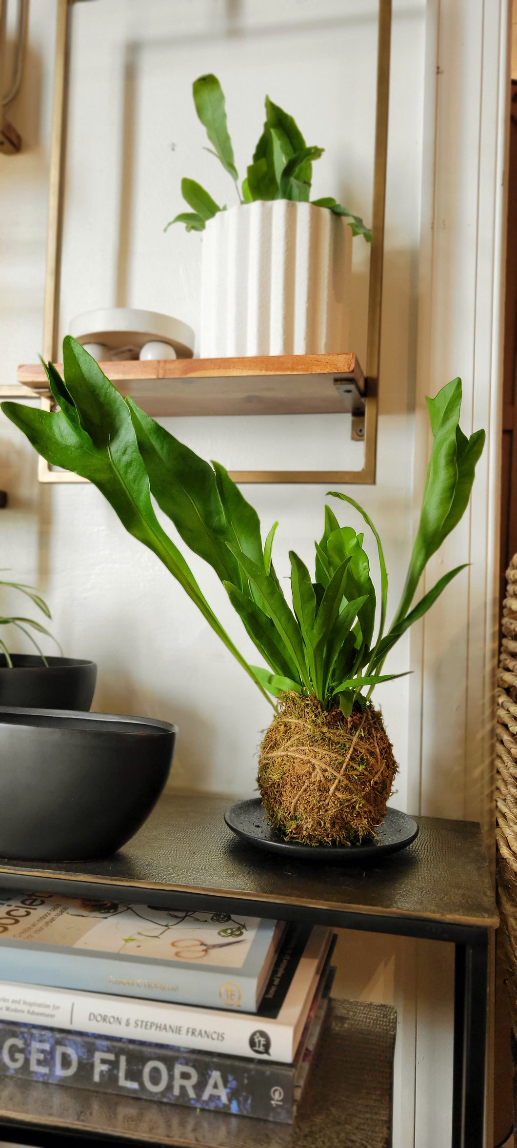 Kokedama by Botanical Dwellings