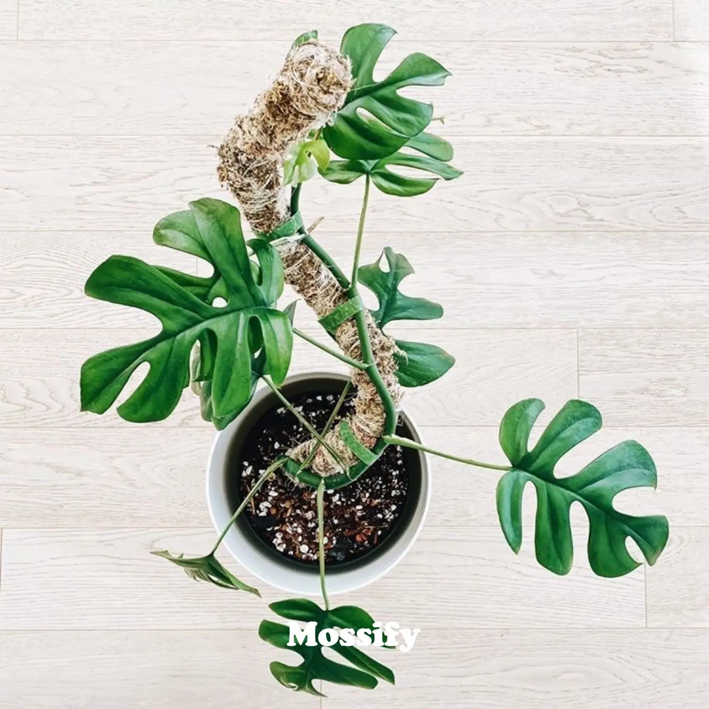 bendable moss poles Bendable Moss Pole – Botanical Dwellings