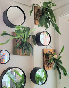 Mounted Staghorn Fern