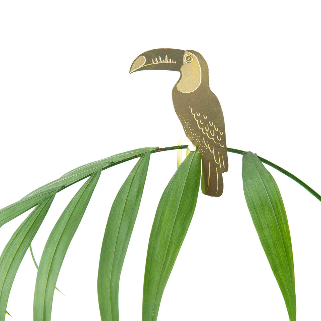 Plant Accent | Toucan