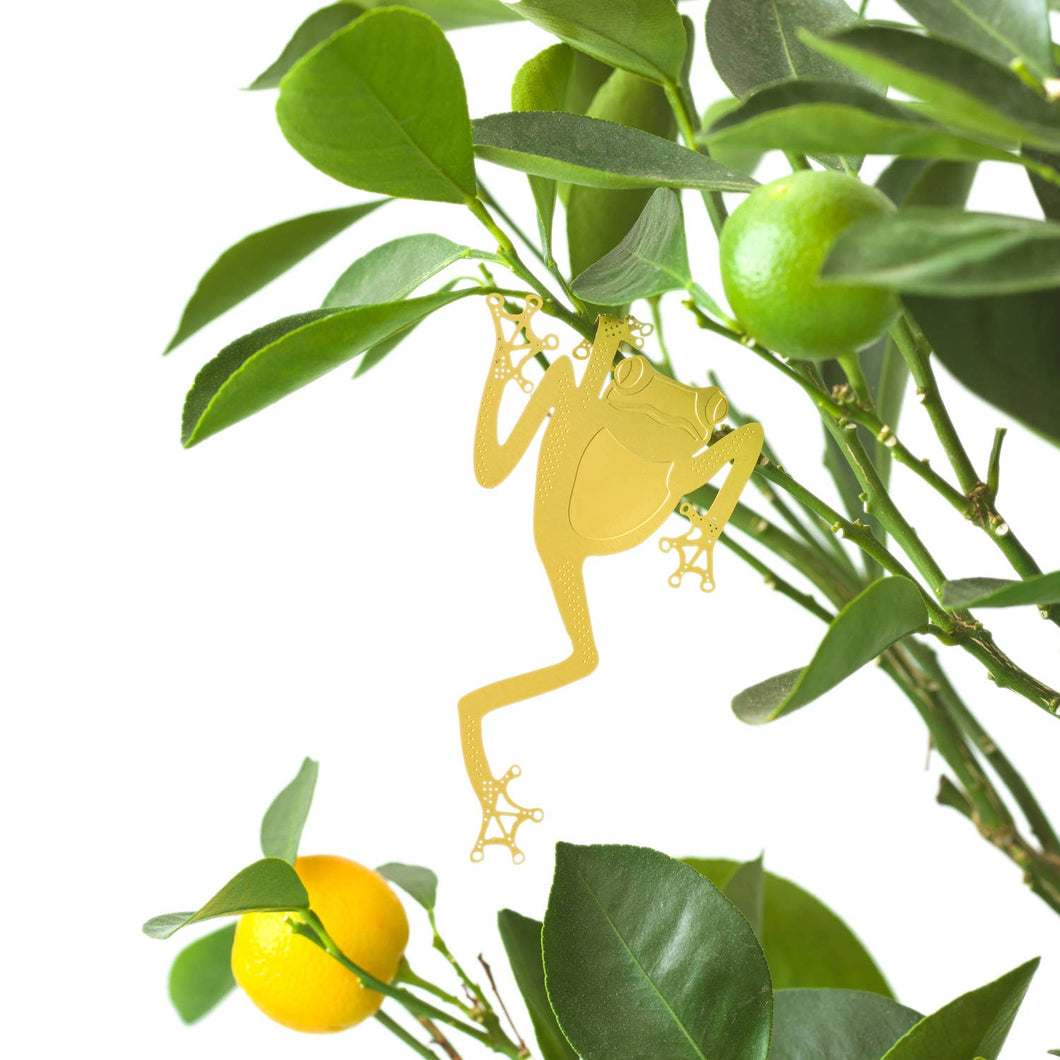 Plant Accent | Tree Frog