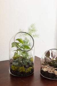 Warner Terrarium