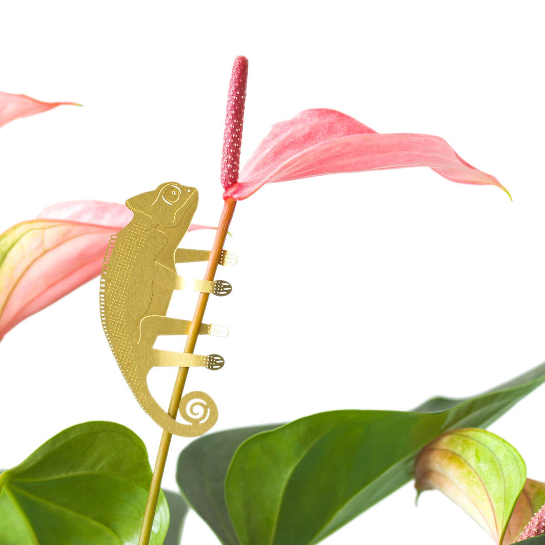 Plant Accent | Chameleon