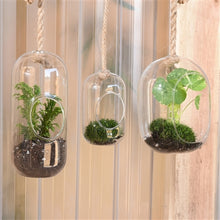 Load image into Gallery viewer, Sole Hanging Terrarium
