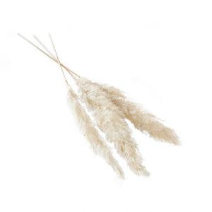 Dried Pampas Grass l Ivory