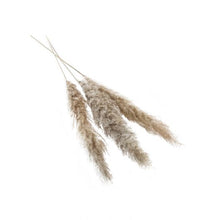 Load image into Gallery viewer, Dried Pampas Grass l Grey
