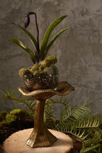 Load image into Gallery viewer, Golden Shroom Terrarium

