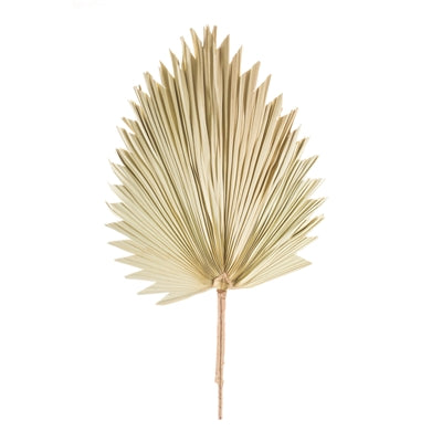 Dried Palm Leaf l Natural