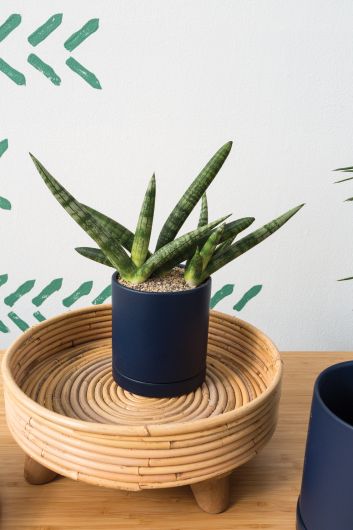 navy succulent pot Romey Pot