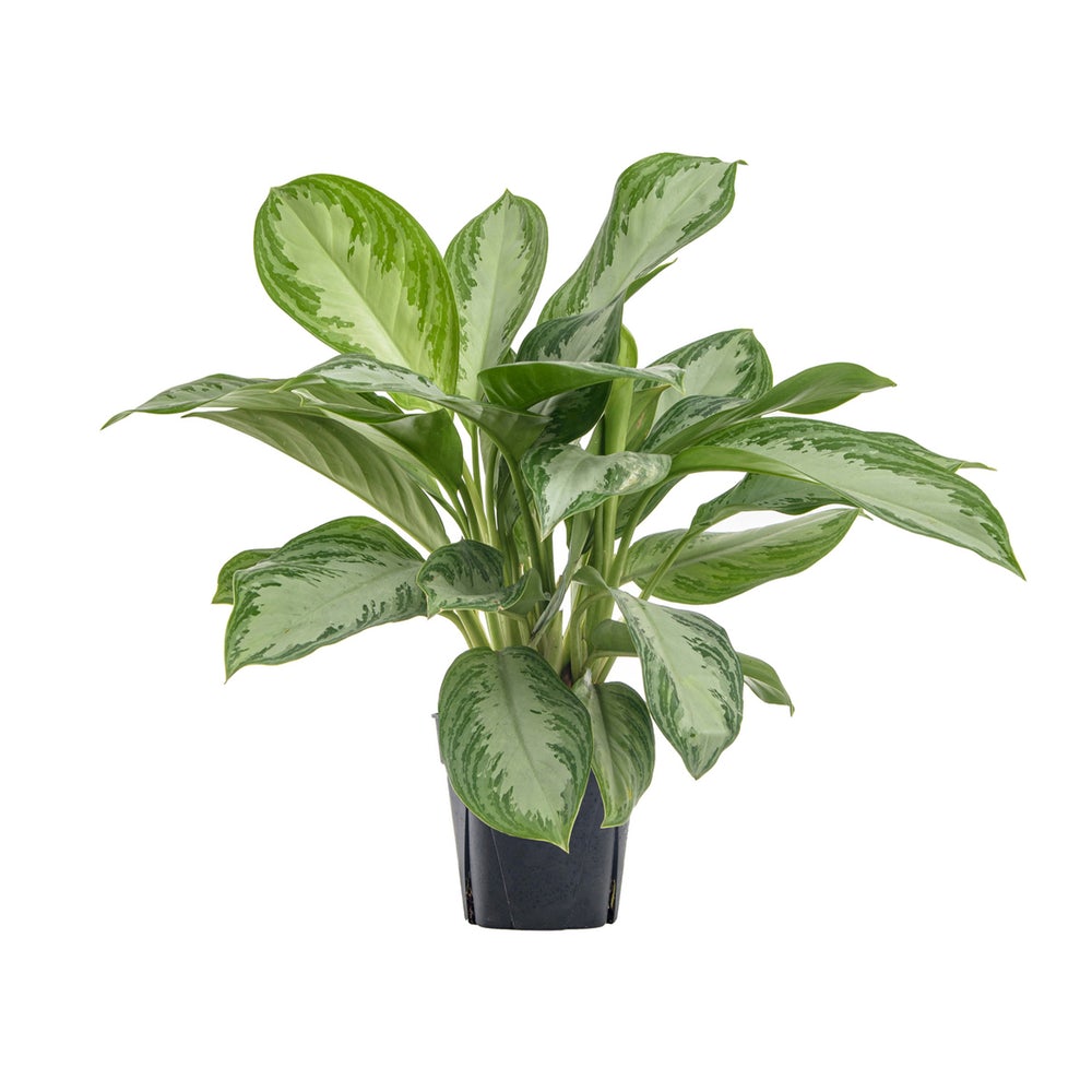 aglaonema silver bay propagation Aglaonema 'Silver Bay' – Botanical Dwellings