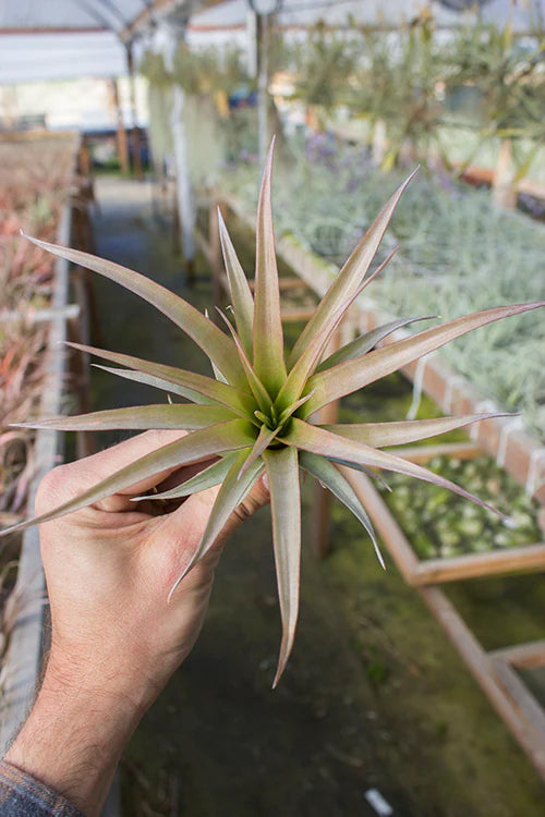 Capitata Guzmanoides Air plant