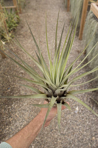 Fasciculata Air Plant