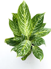 Load image into Gallery viewer, Aglaonema &#39;White Lightning&#39;
