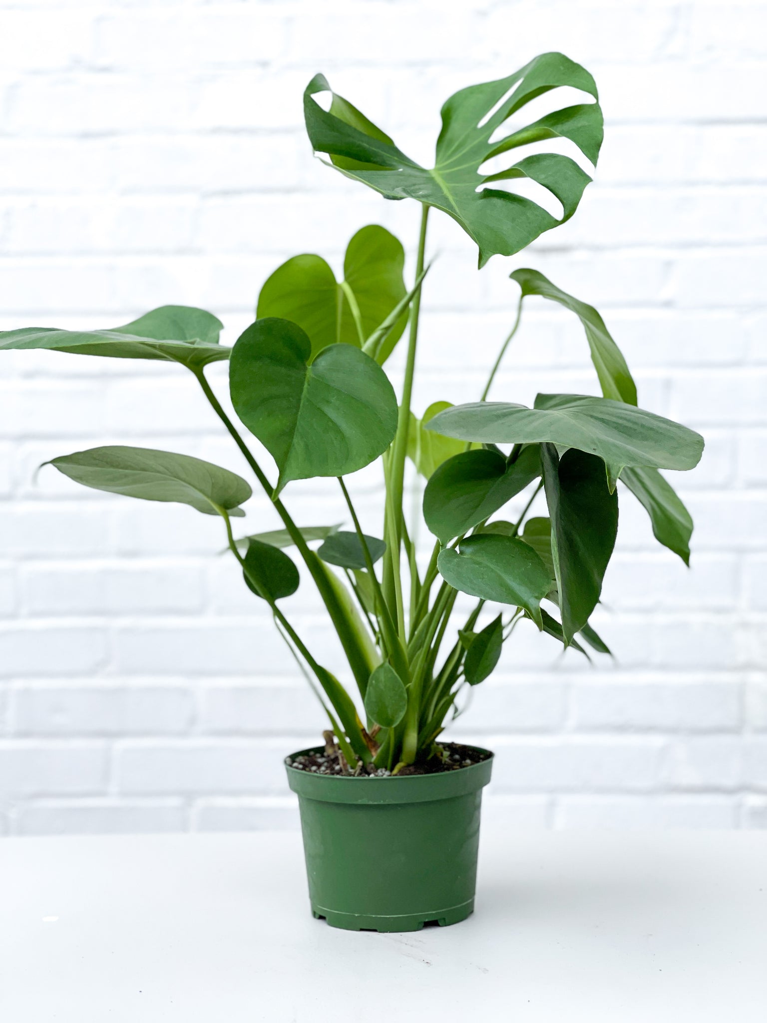 8 inch monstera deliciosa Monstera Deliciosa – Botanical Dwellings