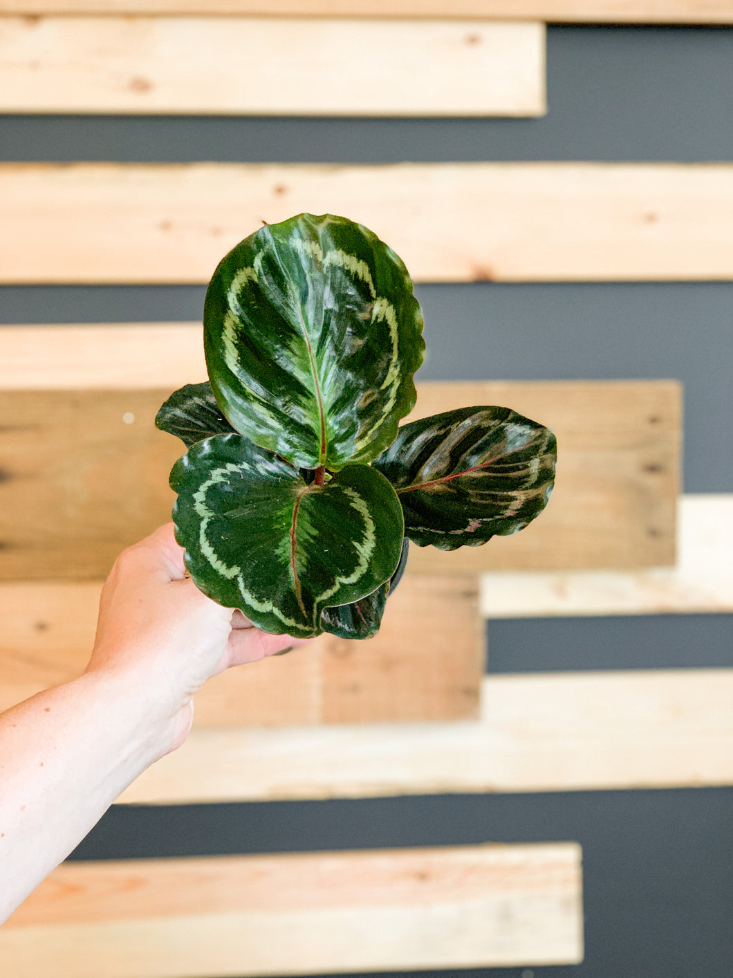 Calathea Medallion