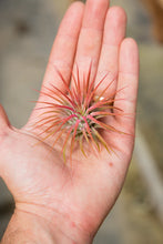 Load image into Gallery viewer, Ionantha Red
