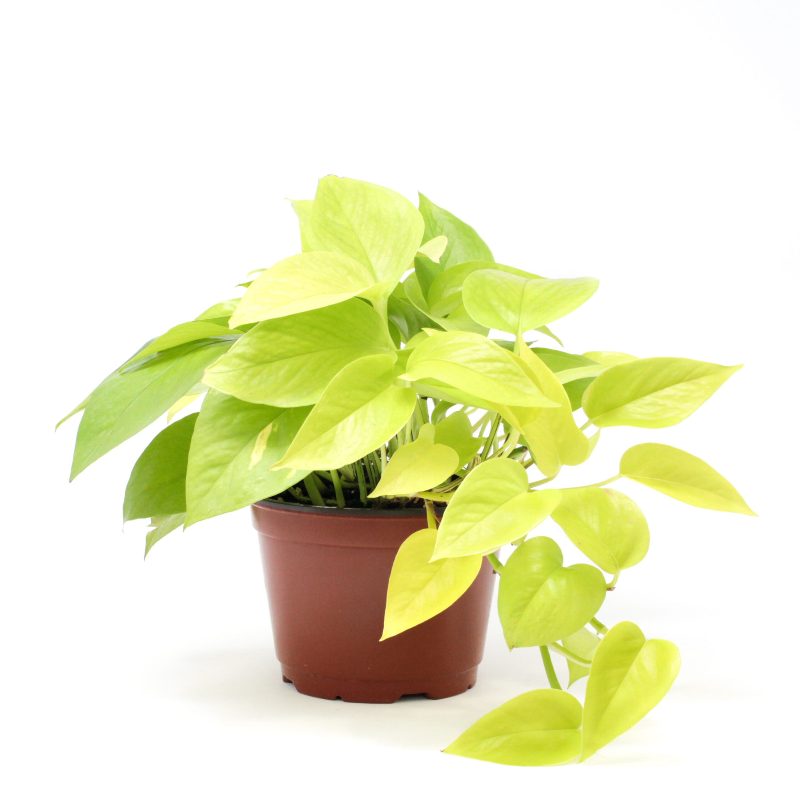 where to buy neon pothos Neon Pothos – Botanical Dwellings