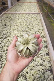 Xerographica Air Plant