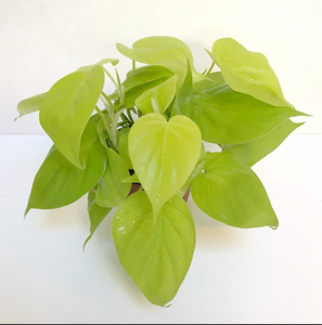 Philodendron 'Cordatum Lemon'