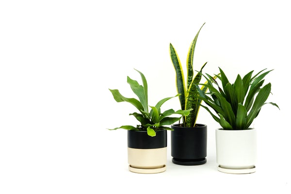 Gemstone Planter