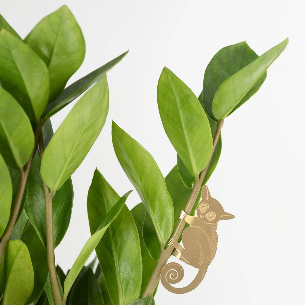 Plant Accent | Bush Baby