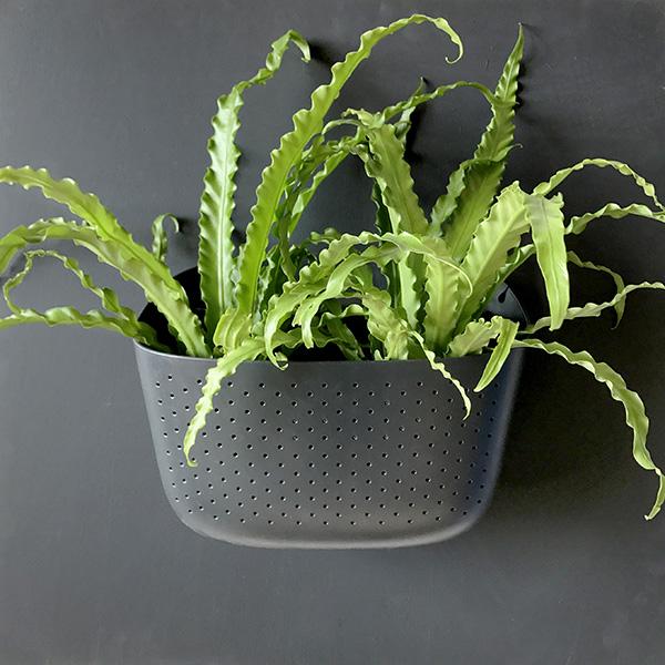 Wally Eco | Charcoal