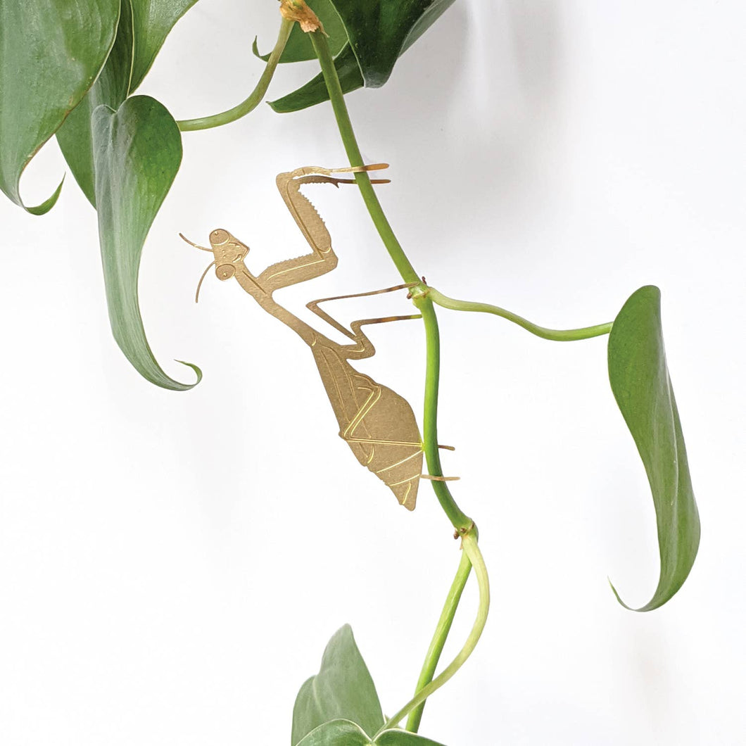 Plant Accent | Praying Mantis