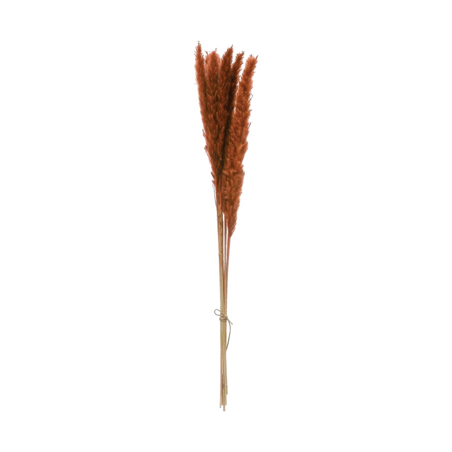 Dried Pampas Grass l Saffron