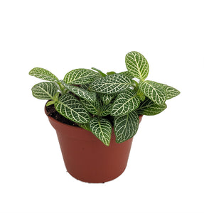 Fittonia l White