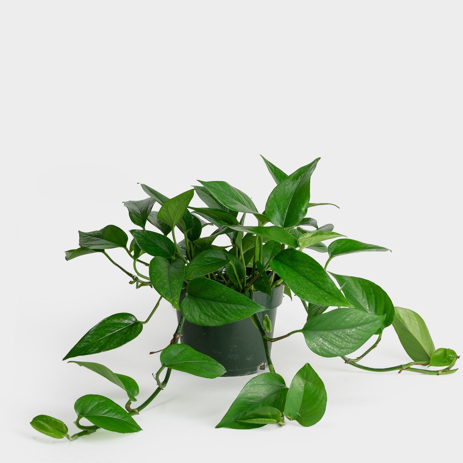 Pothos Jade – Botanical Dwellings