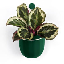 Load image into Gallery viewer, Loop Hanging Planter | Forest
