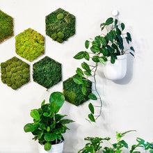 Load image into Gallery viewer, Loop Hanging Planter | White
