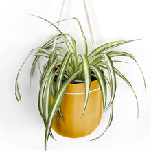 Load image into Gallery viewer, Loop Hanging Planter | Mustard
