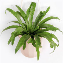 Load image into Gallery viewer, Loop Hanging Planter | Oat
