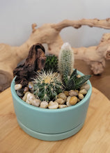 Load image into Gallery viewer, Cacti Arrangement by Botanical Dwellings
