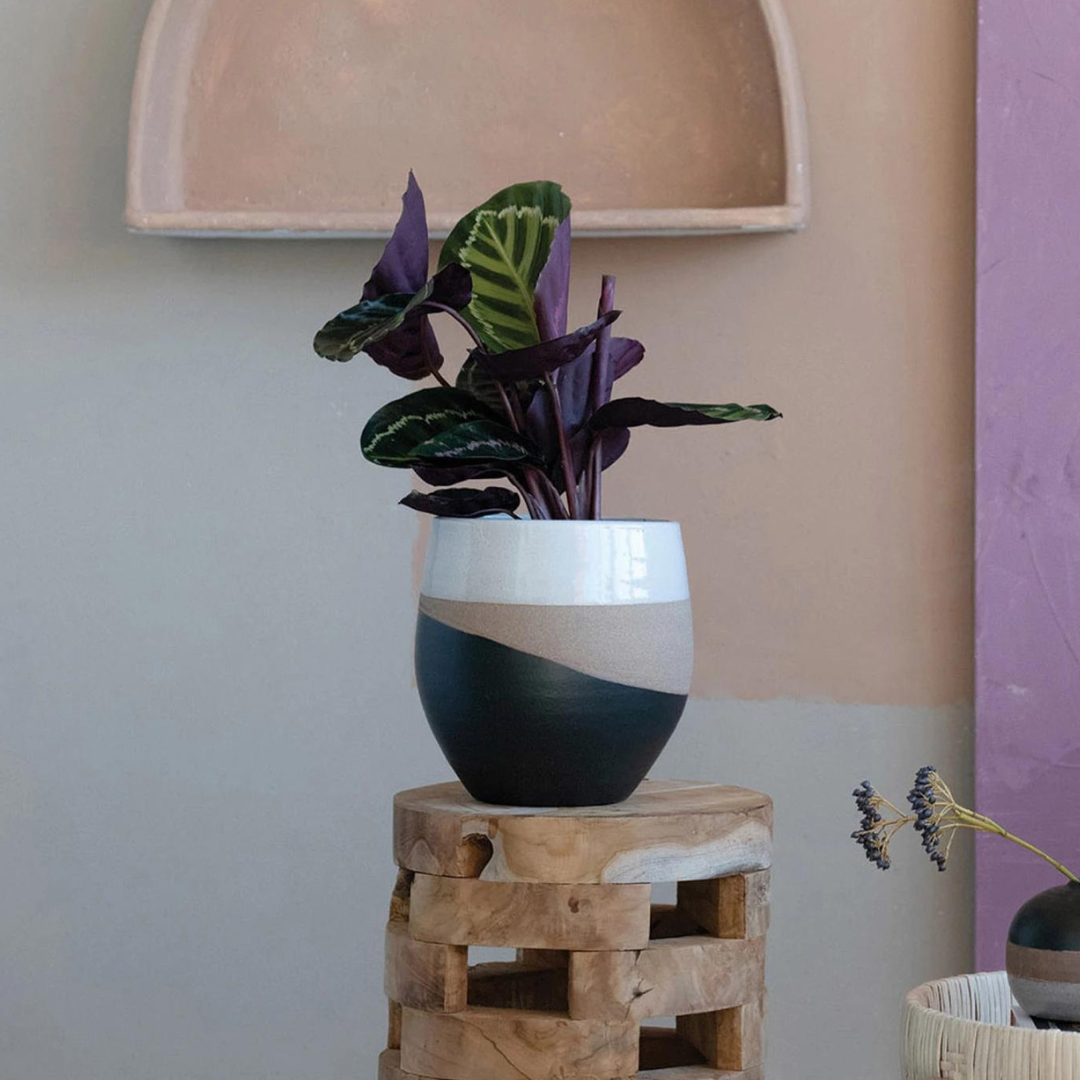 Strata Pot – Botanical Dwellings