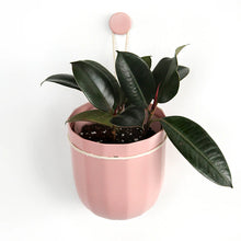Load image into Gallery viewer, Loop Hanging Planter | Rose
