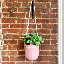 Load image into Gallery viewer, Loop Hanging Planter | Rose
