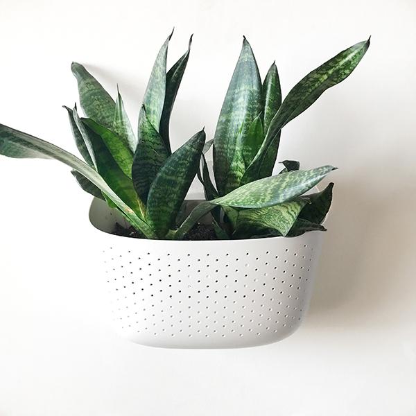 snake plant wall planter Wally Eco
